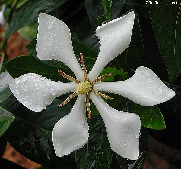 Kailarsenia vietnamensis, Vietnamese Gardenia