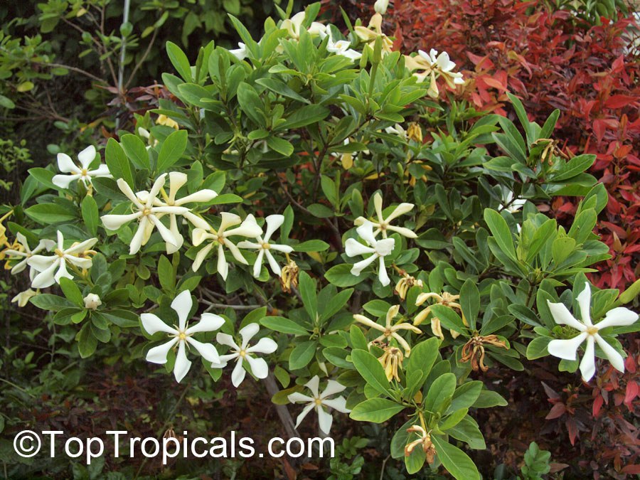 Kailarsenia vietnamensis, Vietnamese Gardenia