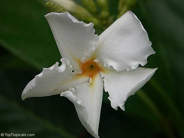 Chonemorpha fragrans, Frangipani vine