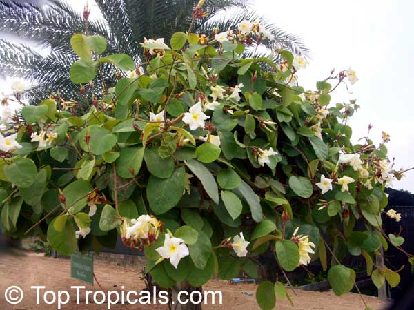 Chonemorpha fragrans, Frangipani vine