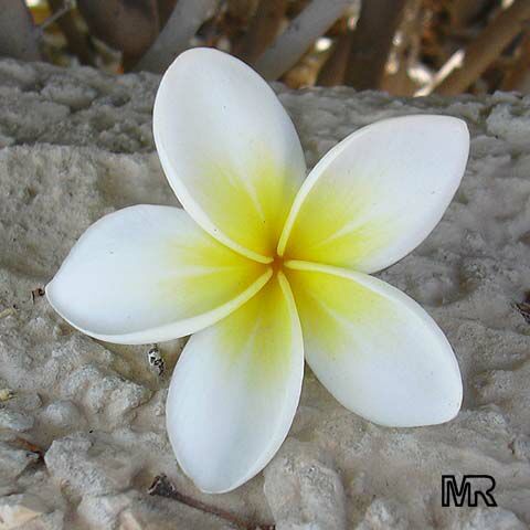 Plumeria, Frangipani white