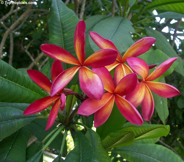 Plumeria, Frangipani red rainbow