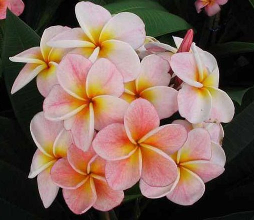 Plumeria, Frangipani pink rainbow