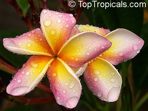 Plumeria, Frangipani rainbow