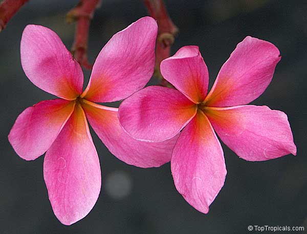 Plumeria, Frangipani dark pink