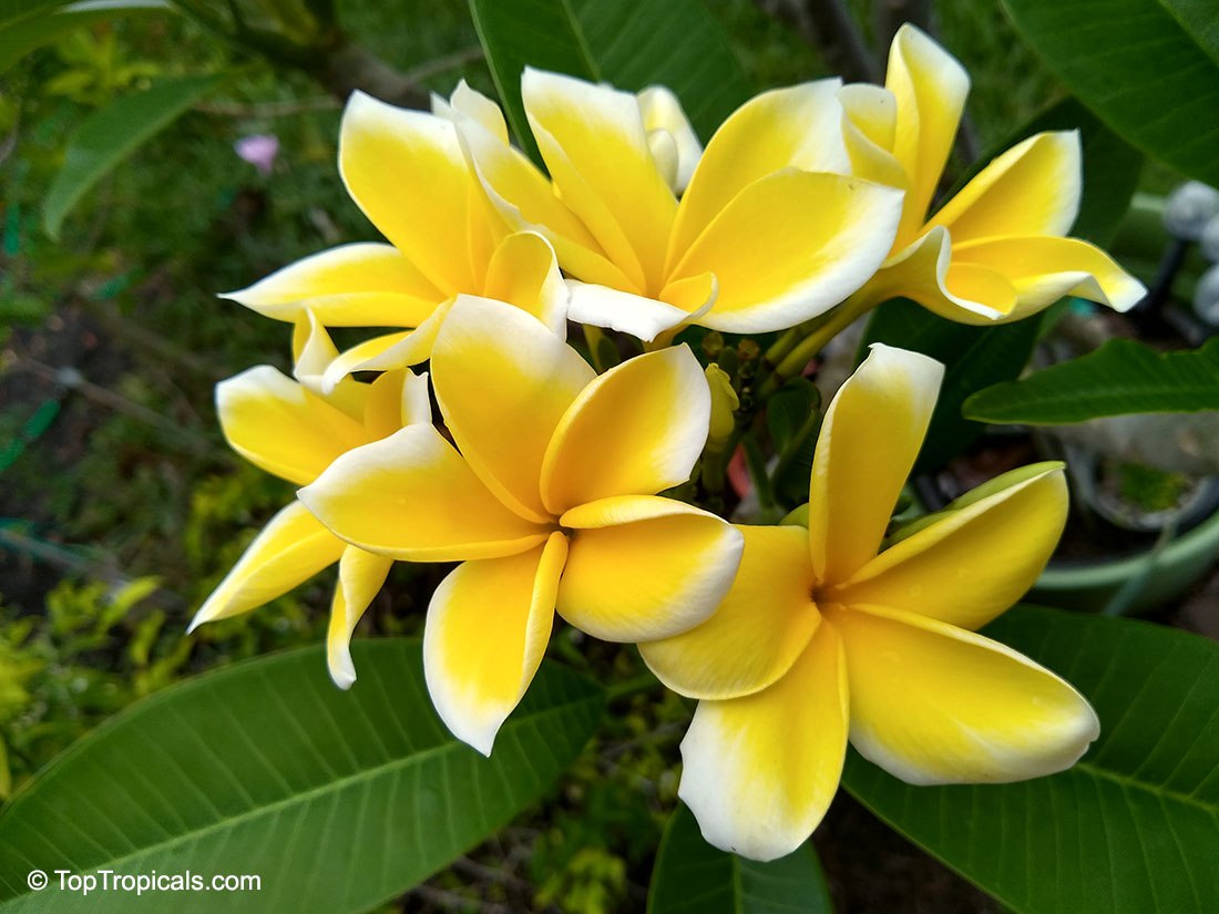 Plumeria, Frangipani yellow