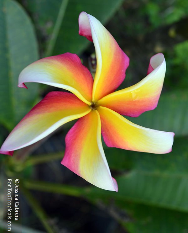 Plumeria, Frangipani rainbow