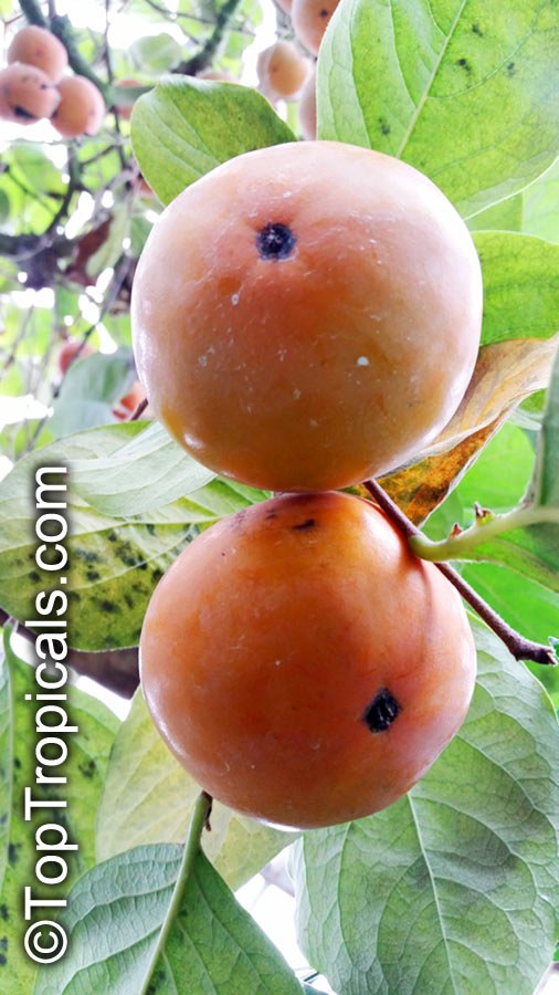  Persimmon (Diospyros sp.)