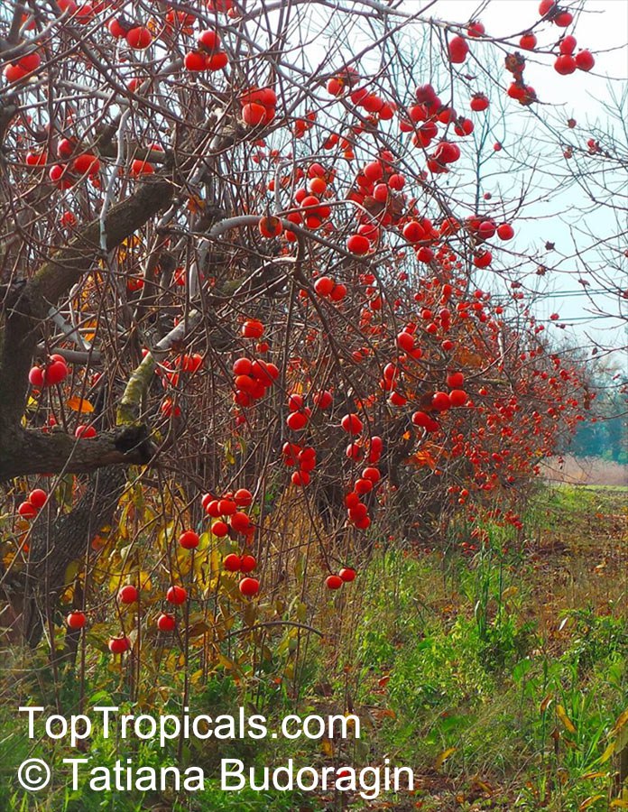  Persimmon (Diospyros sp.)