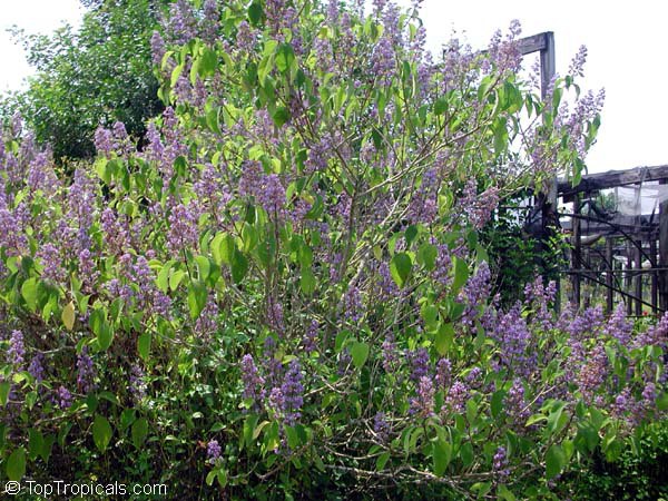 Cornutia grandifolia, African lilac, Jamaican lilac, Tropical Lilac