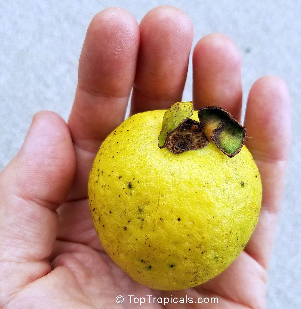 Cas Guava (Psidium friedrichsthalianum) 