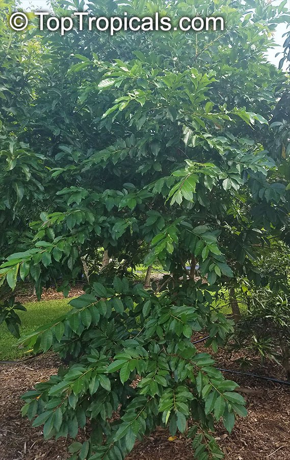 Cas Guava (Psidium friedrichsthalianum) 