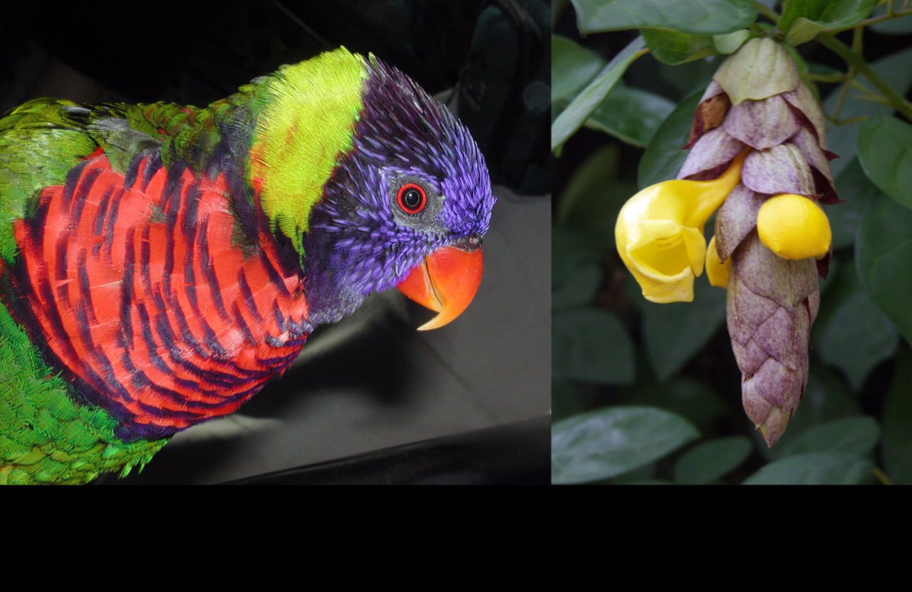Why is it called Parrot Beak Flower?