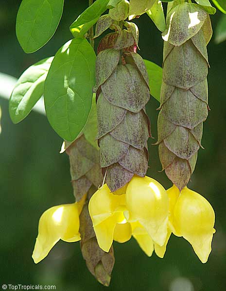 Why is it called Parrot Beak Flower?