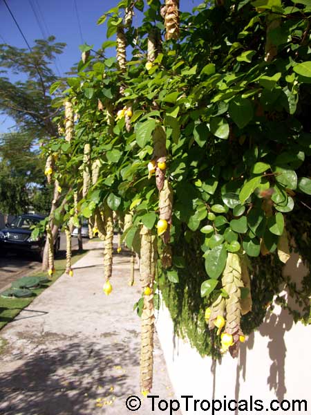 Why is it called Parrot Beak Flower?