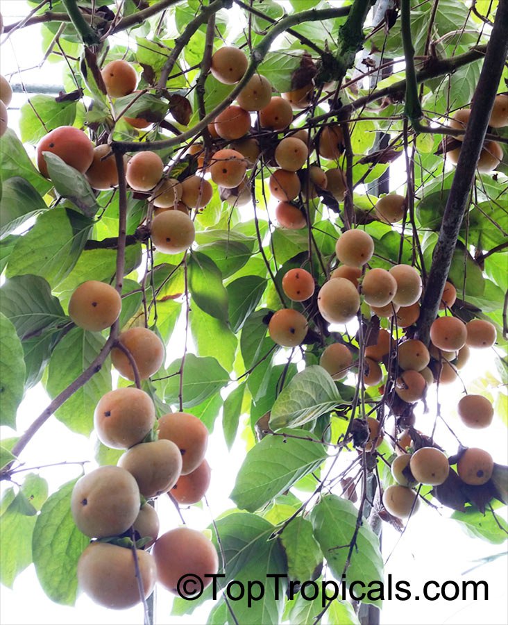 Persimmon (Diospyros sp.)