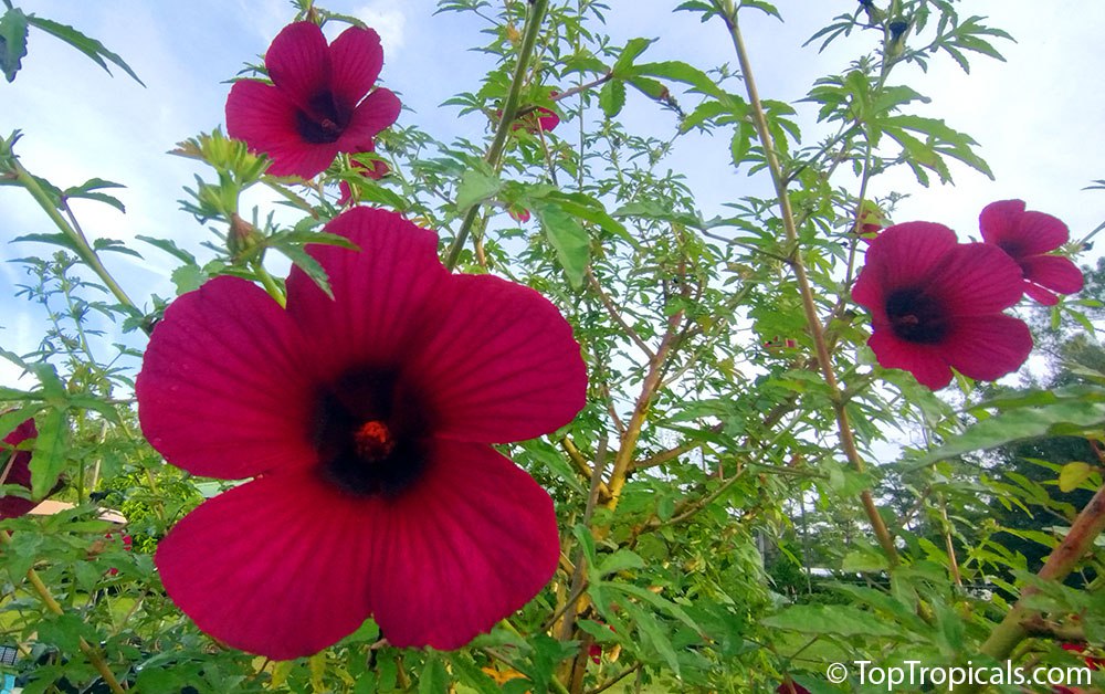 Did you know that you can eat and drink Hibiscus plants?