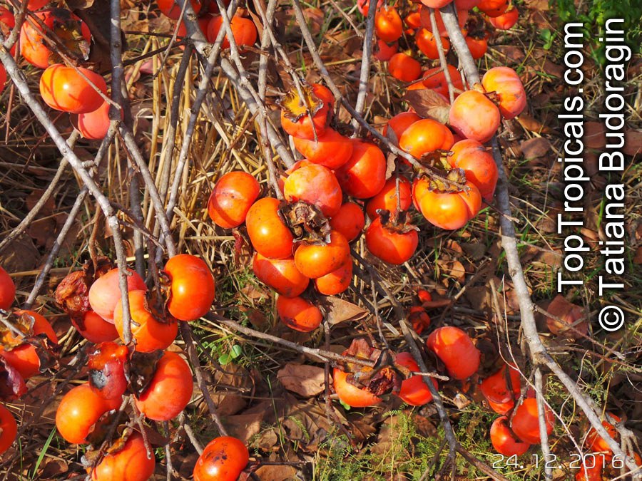  Persimmon (Diospyros sp.)