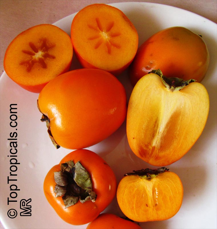  Persimmon (Diospyros sp.)