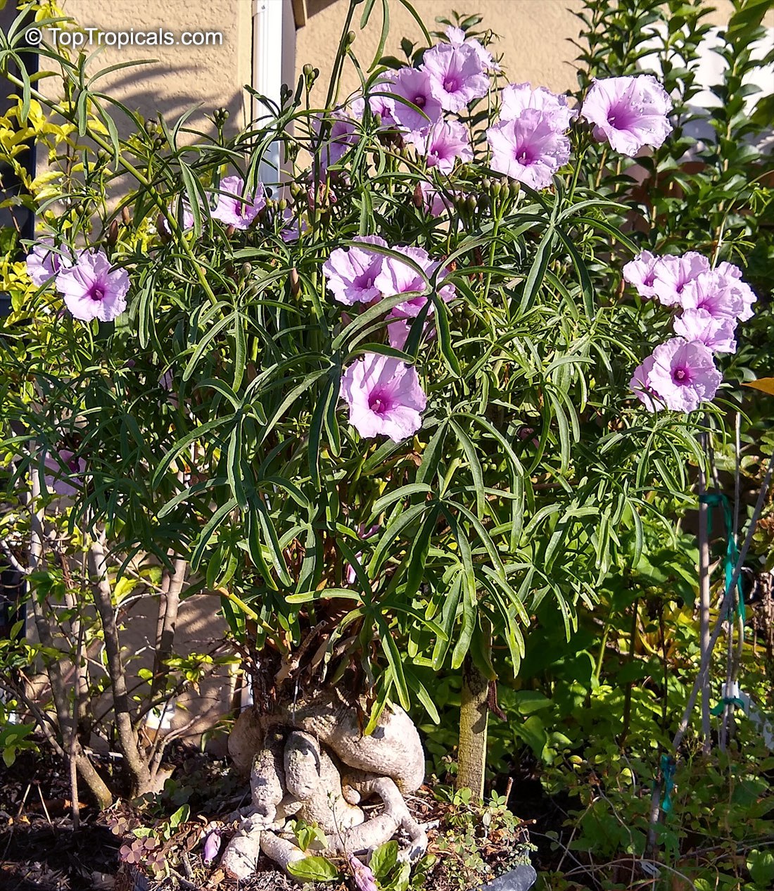 Caudiciform Morning Glory - Ipomoea platensis 