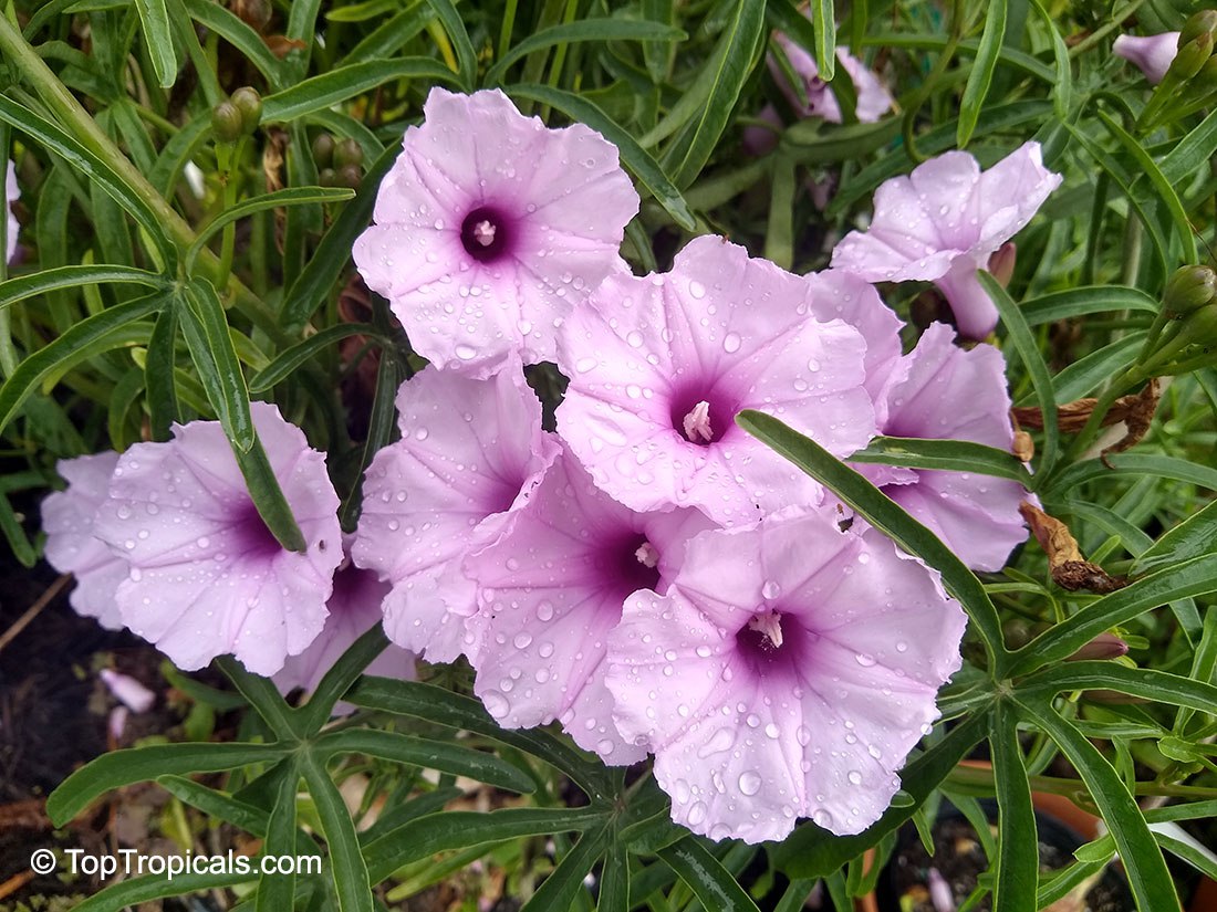 Caudiciform Morning Glory - Ipomoea platensis 