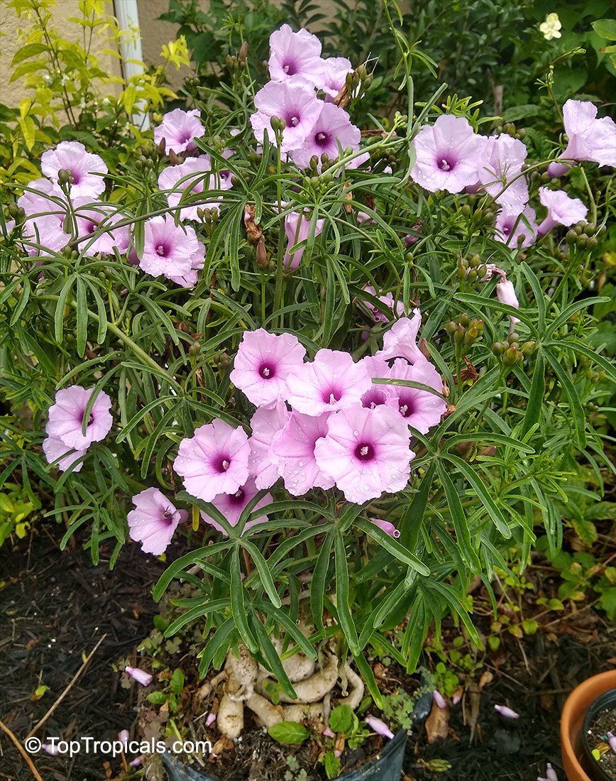 Caudiciform Morning Glory - Ipomoea platensis 