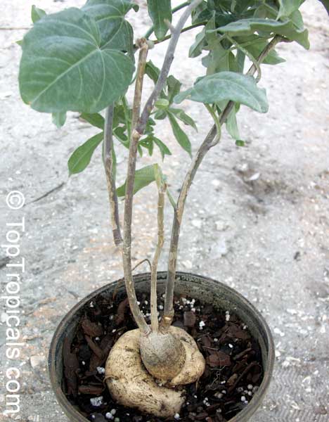 Caudiciform Morning Glory - Ipomoea platensis 