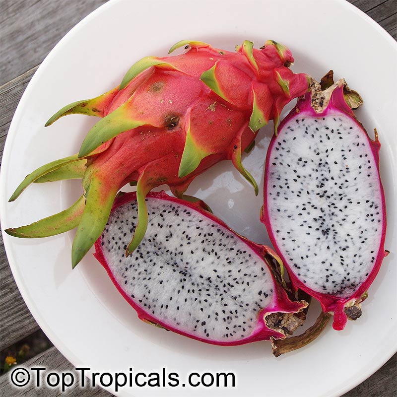 Hylocereus and Selenicereus Dragon Fruit or Pitaya