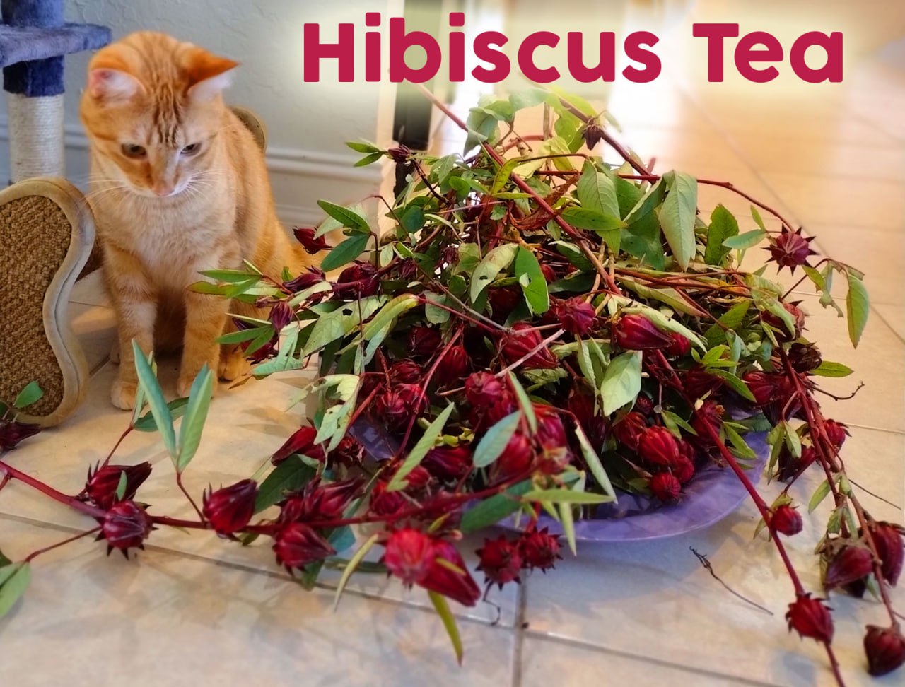 Did you know that you can eat and drink Hibiscus plants?