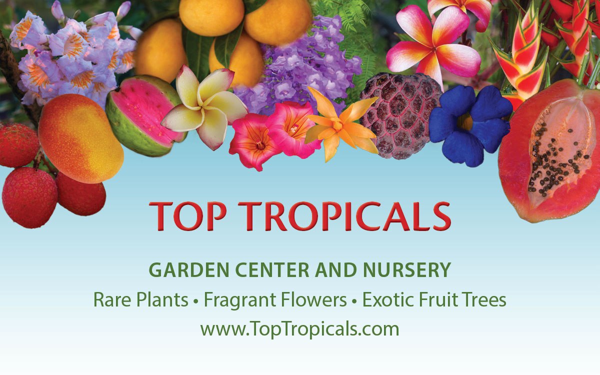 Index of TopTropicals Telegram Channel