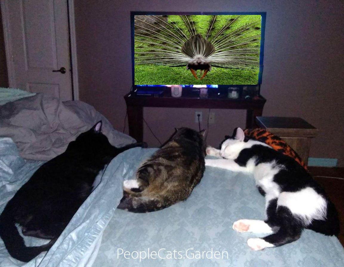  Have you tried Cat-TV yet? 