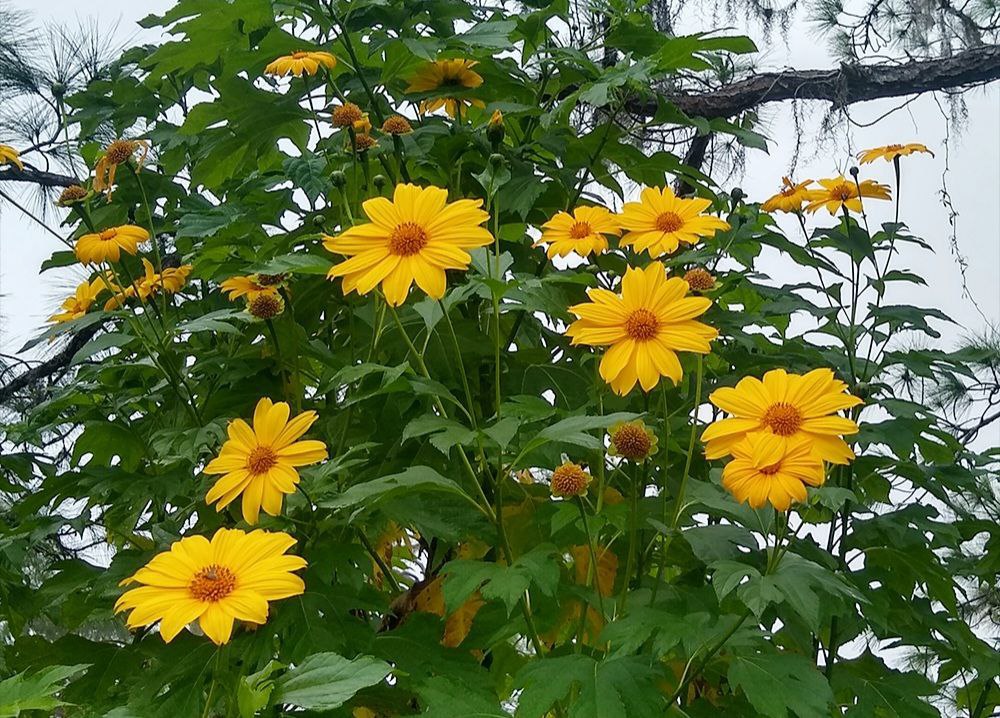  Why sunflowers are growing on a tree? 