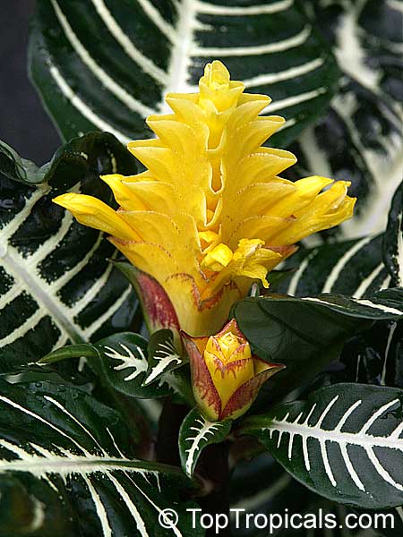 Aphelandra squarrosa Dania (Snow White)