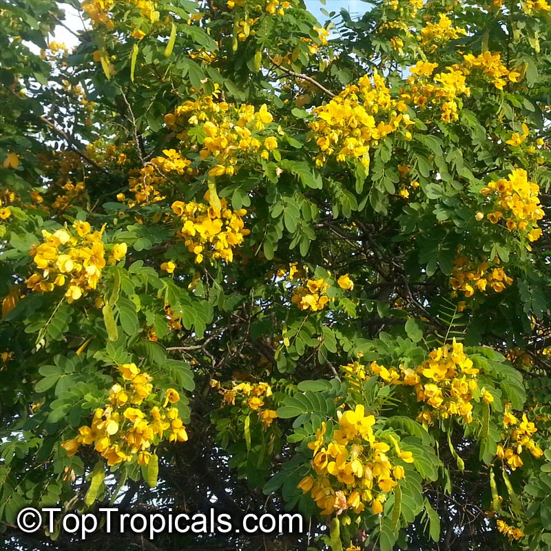 Senna surattensis (Cassia glauca) - Scrambled Egg Bush