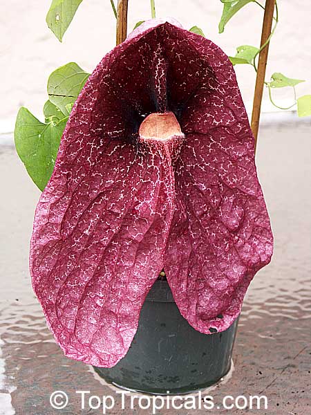 What do you think about this Giant? This is the coolest looking flower!