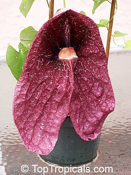 Aristolochia gigantea var. Brasiliensis - Giant Pelican Flower