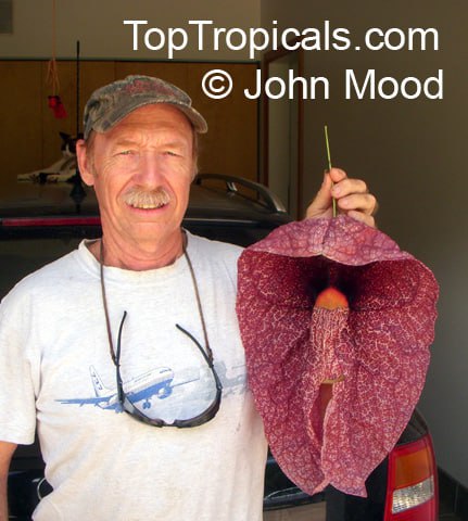 Aristolochia gigantea var. Brasiliensis - Giant Pelican Flower