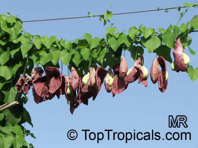 Aristolochia gigantea var. Brasiliensis - Giant Pelican Flower