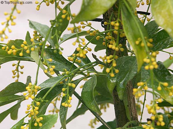 Tired of an ugly hedge? Replace it with Aglaia - Chinese Rice Flower, and enjoy Lemony Fragrance year around!