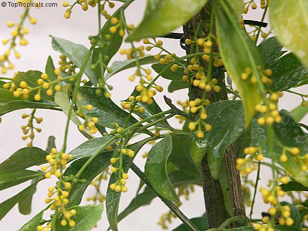  Aglaia odorata - Chinese Perfume Plant