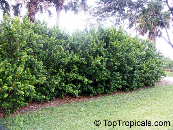  Aglaia odorata - Chinese Perfume Plant hedge