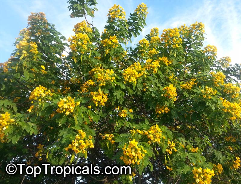 Senna surattensis (Cassia glauca) - Scrambled Egg Bush