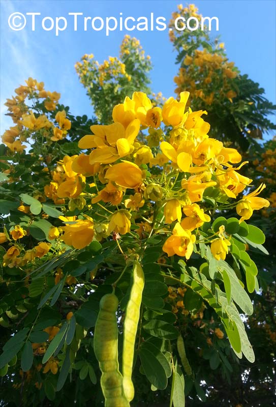 Senna surattensis (Cassia glauca) - Scrambled Egg Bush