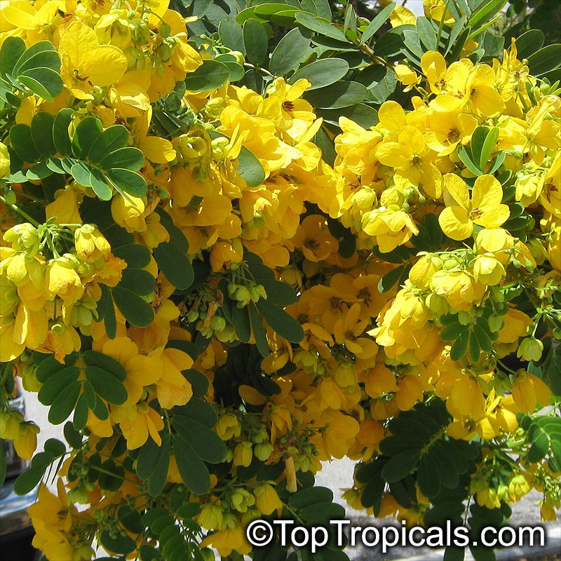 Senna surattensis (Cassia glauca) - Scrambled Egg Bush