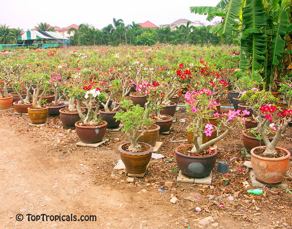 How to grow a happy Adenium