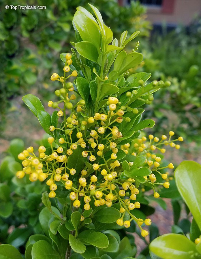 Tired of an ugly hedge? Replace it with Aglaia - Chinese Rice Flower, and enjoy Lemony Fragrance year around!