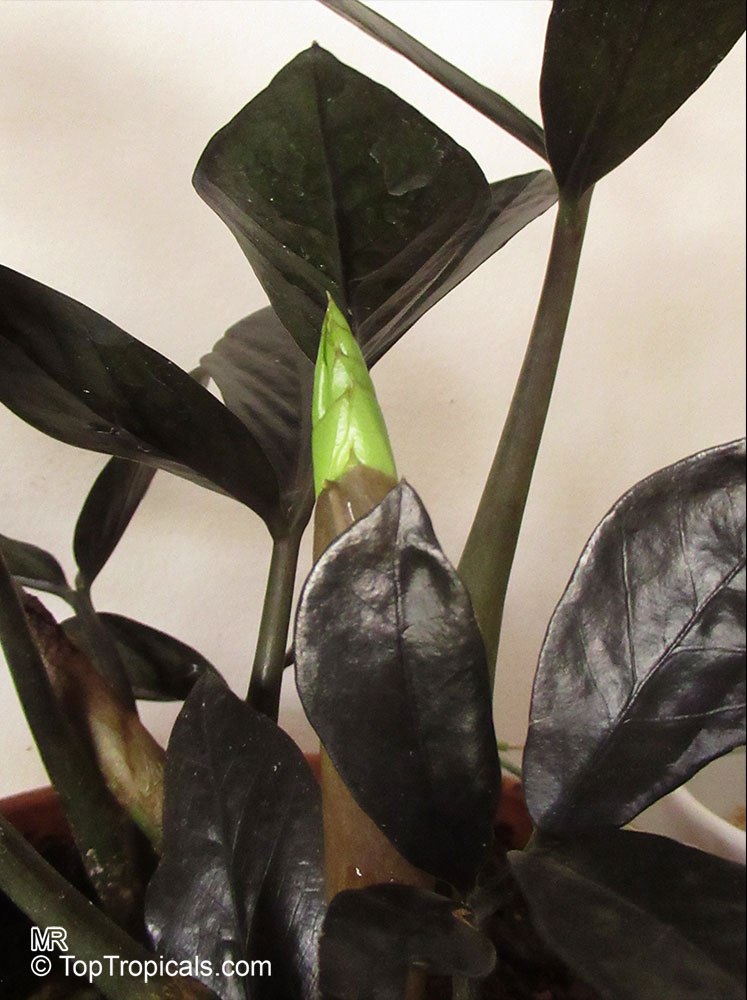 Black-black-black plant! Its totally black, thats right