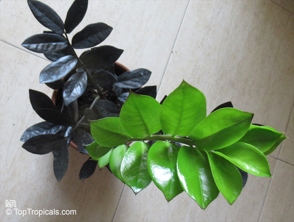 Black ZZ Plant, Zamioculcas x Black Dragon