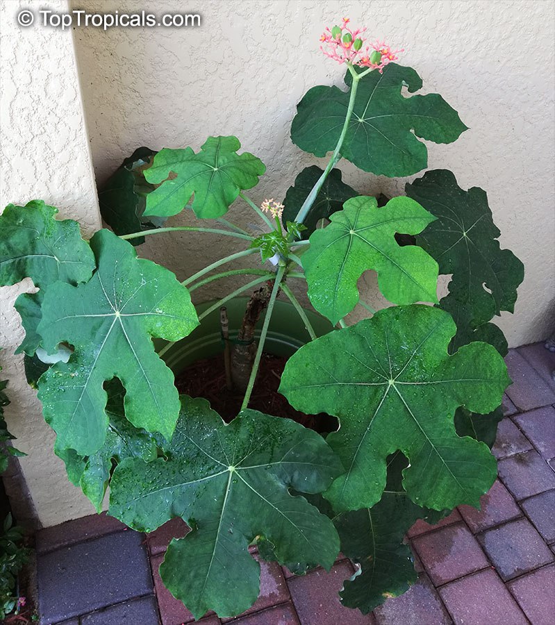 Jatropha podagrica - Gout Plant