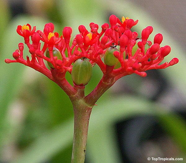  Jatropha podagrica - Gout Plant flowers